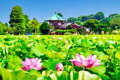 Shinobazu Pond